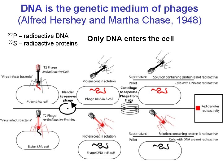 DNA is the genetic medium of phages (Alfred Hershey and Martha Chase, 1948) 32
