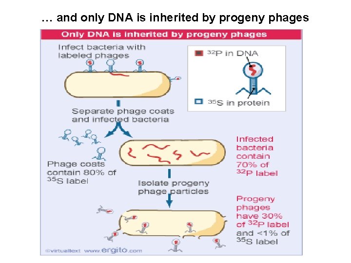 … and only DNA is inherited by progeny phages 