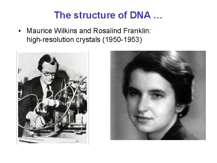 The structure of DNA … • Maurice Wilkins and Rosalind Franklin: high-resolution crystals (1950