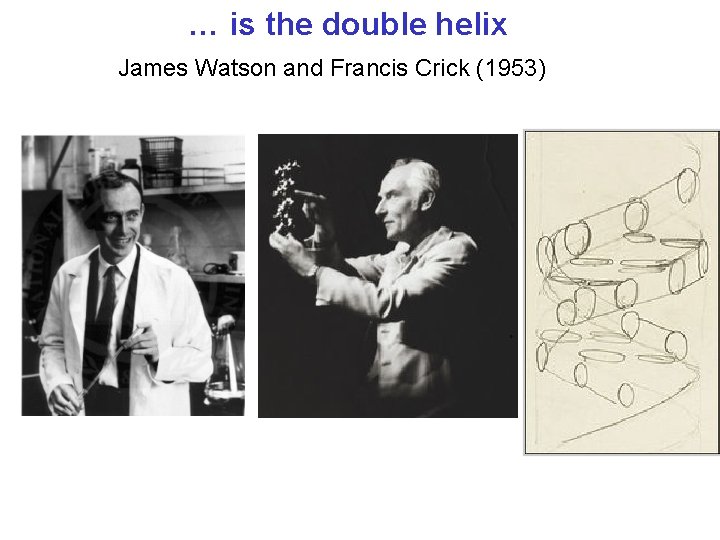 … is the double helix James Watson and Francis Crick (1953) 