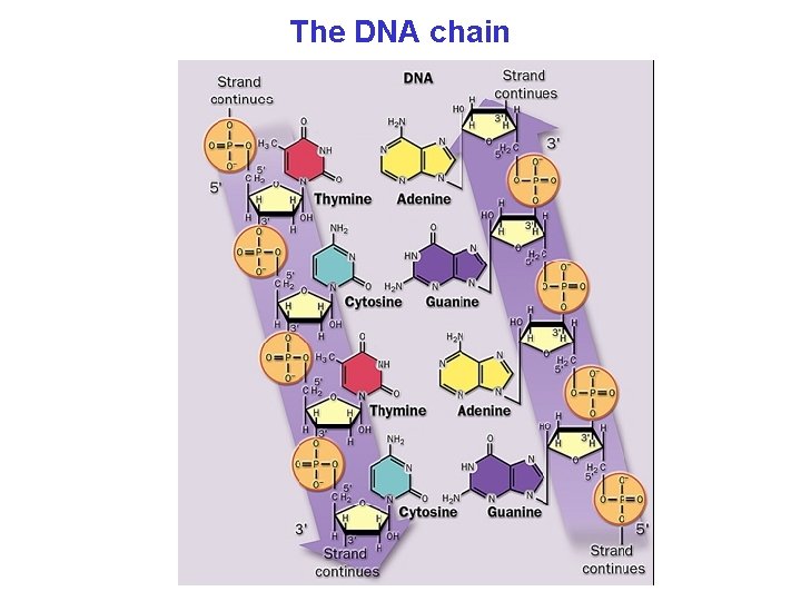 The DNA chain 