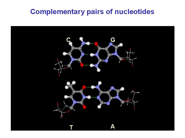 Complementary pairs of nucleotides С Т G A 