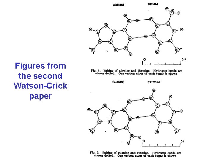 Figures from the second Watson-Crick paper 