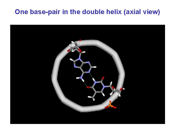 One base-pair in the double helix (axial view) 