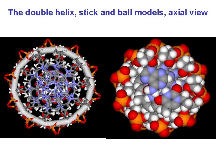 The double helix, stick and ball models, axial view 