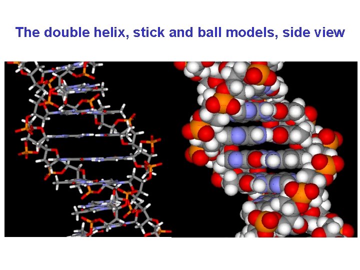 The double helix, stick and ball models, side view 