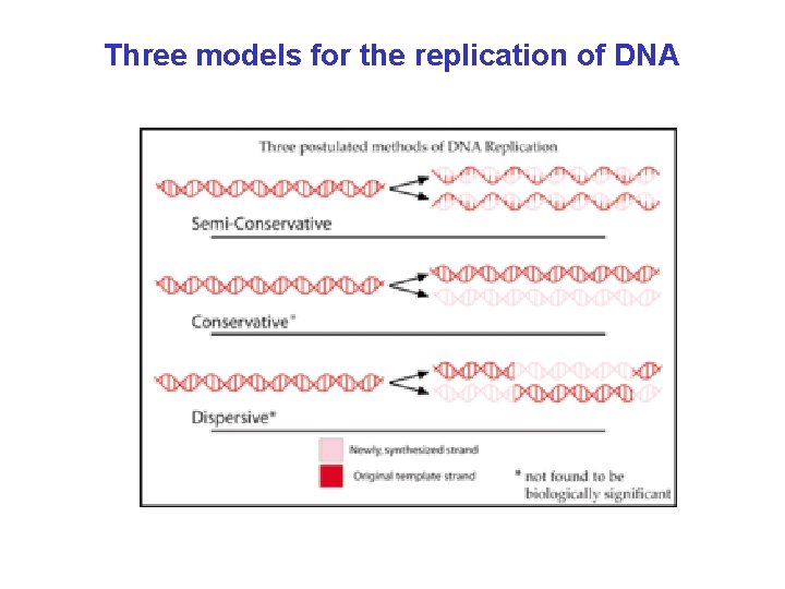 Three models for the replication of DNA 