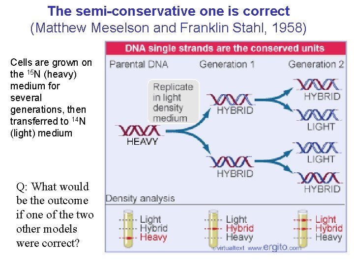 The semi-conservative one is correct (Matthew Meselson and Franklin Stahl, 1958) Cells are grown