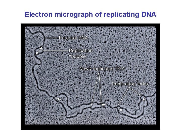 Electron micrograph of replicating DNA 
