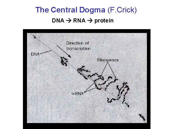 The Central Dogma (F. Crick) DNA RNA protein 