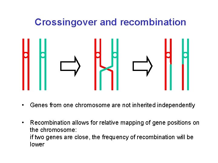 Crossingover and recombination • Genes from one chromosome are not inherited independently • Recombination