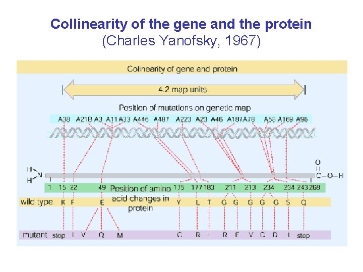 Collinearity of the gene and the protein (Charles Yanofsky, 1967) 