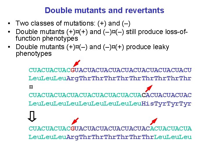 Double mutants and revertants • Two classes of mutations: (+) and (–) • Double