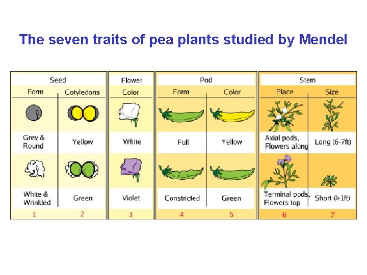 The seven traits of pea plants studied by Mendel 