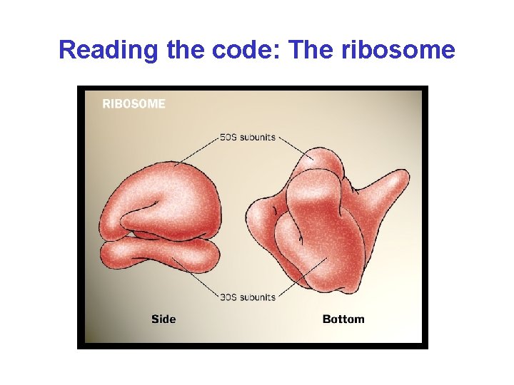 Reading the code: The ribosome 