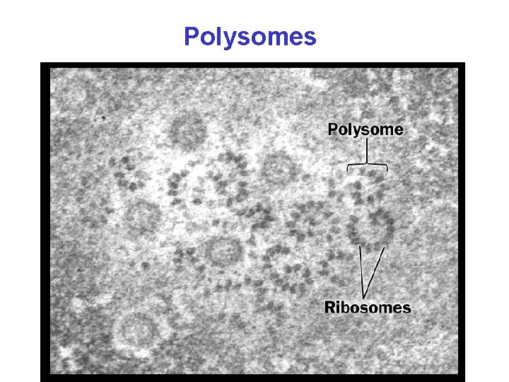 Polysomes 