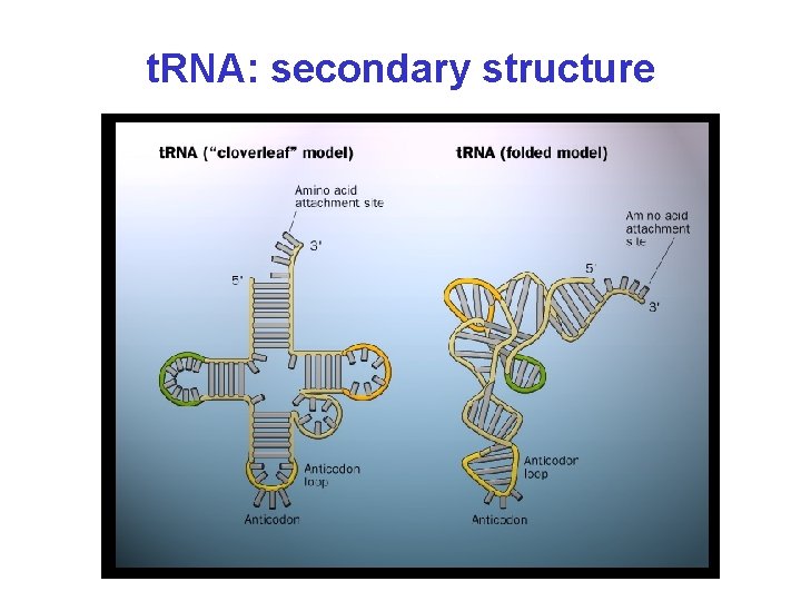 t. RNA: secondary structure 
