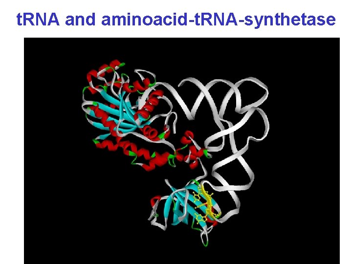 t. RNA and aminoacid-t. RNA-synthetase 