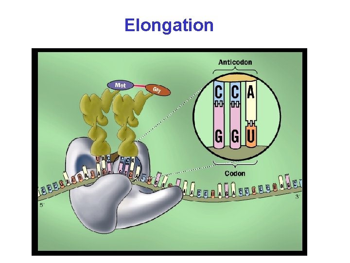 Elongation 