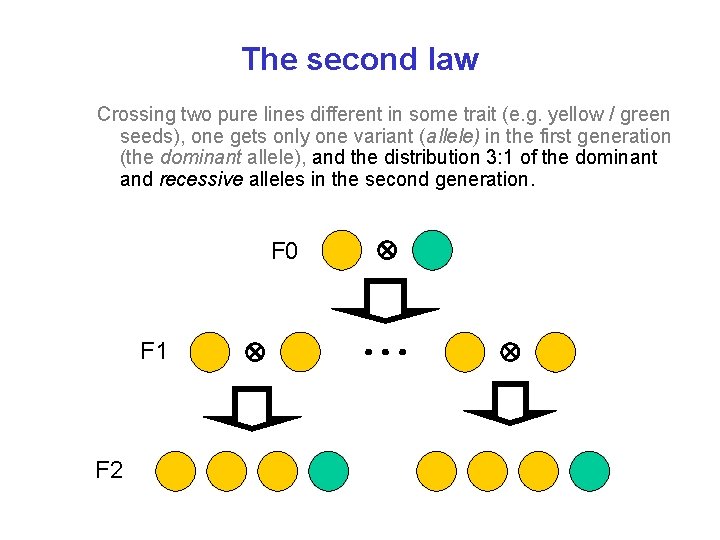 The second law Crossing two pure lines different in some trait (e. g. yellow