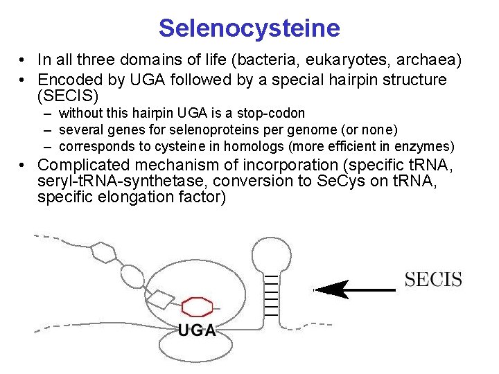 Selenocysteine • In all three domains of life (bacteria, eukaryotes, archaea) • Encoded by
