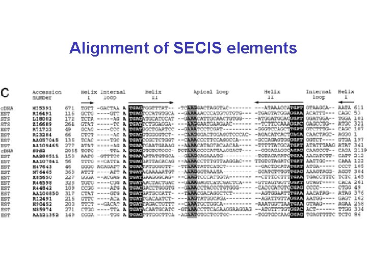 Alignment of SECIS elements 