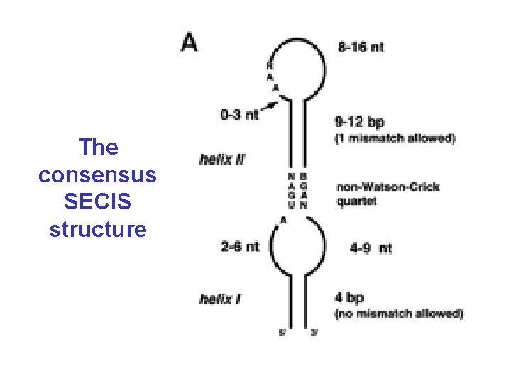 The consensus SECIS structure 