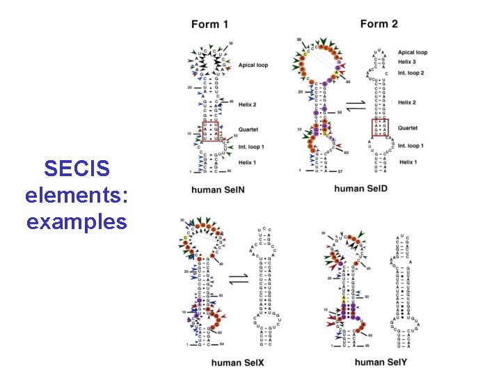 SECIS elements: examples 