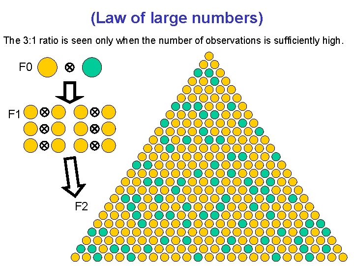(Law of large numbers) The 3: 1 ratio is seen only when the number