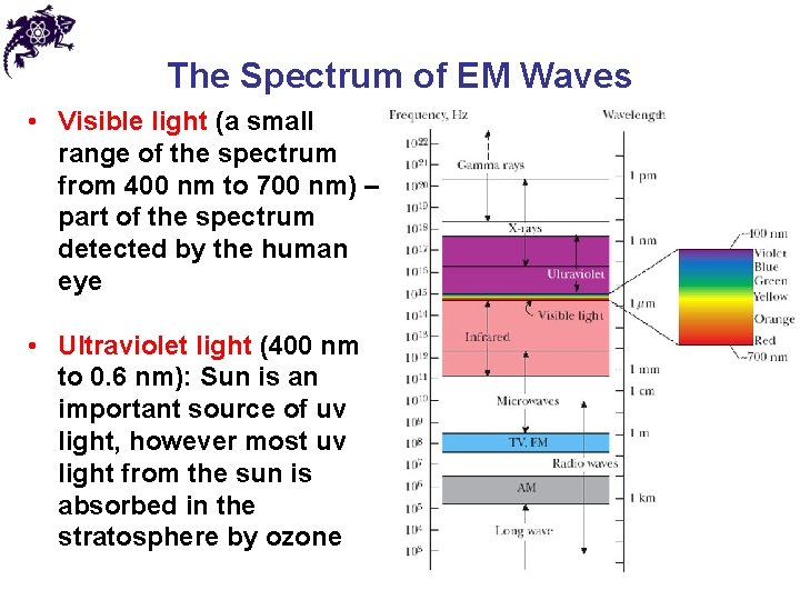 The Spectrum of EM Waves • Visible light (a small range of the spectrum