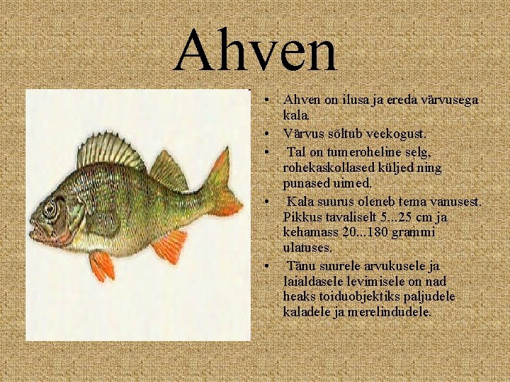 Ahven • Ahven on ilusa ja ereda värvusega kala. • Värvus sõltub veekogust. • Ahven • Ahven on ilusa ja ereda värvusega kala. • Värvus sõltub veekogust. •