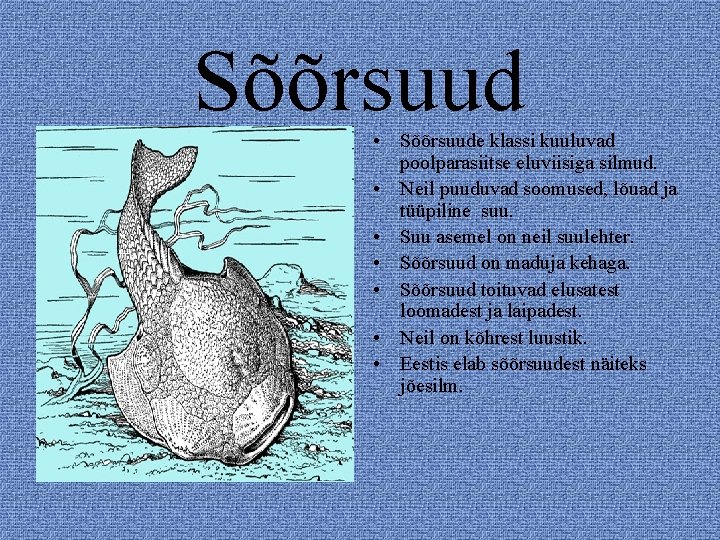 Sõõrsuud • Sõõrsuude klassi kuuluvad poolparasiitse eluviisiga silmud. • Neil puuduvad soomused, lõuad ja Sõõrsuud • Sõõrsuude klassi kuuluvad poolparasiitse eluviisiga silmud. • Neil puuduvad soomused, lõuad ja