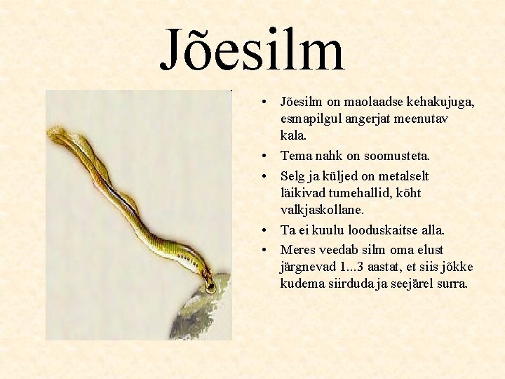 Jõesilm • Jõesilm on maolaadse kehakujuga, esmapilgul angerjat meenutav kala. • Tema nahk on Jõesilm • Jõesilm on maolaadse kehakujuga, esmapilgul angerjat meenutav kala. • Tema nahk on