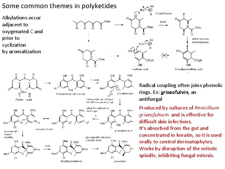 The wonderful world of polyketides This one helps