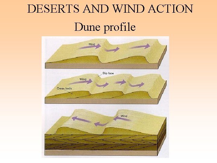 DESERTS AND WIND ACTION Dune profile DESERTS AND WIND ACTION Dune profile