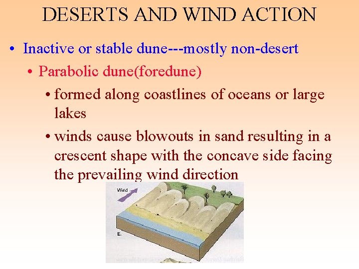 DESERTS AND WIND ACTION • Inactive or stable dune---mostly non-desert • Parabolic dune(foredune) • DESERTS AND WIND ACTION • Inactive or stable dune---mostly non-desert • Parabolic dune(foredune) •