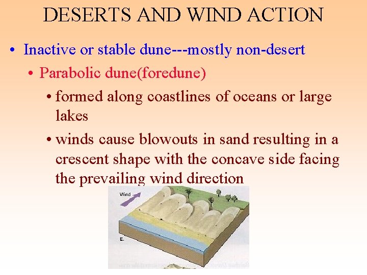 DESERTS AND WIND ACTION • Inactive or stable dune---mostly non-desert • Parabolic dune(foredune) •