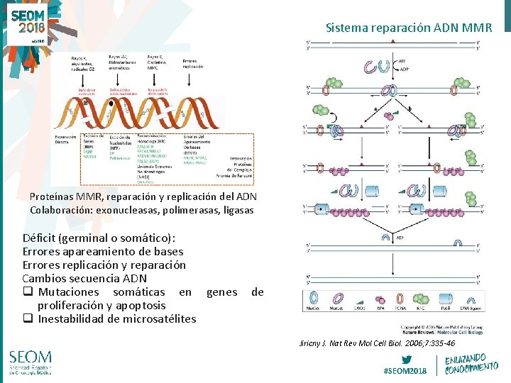 Sistema reparación ADN MMR Proteínas MMR, reparación y replicación del ADN Colaboración: exonucleasas, polimerasas, Sistema reparación ADN MMR Proteínas MMR, reparación y replicación del ADN Colaboración: exonucleasas, polimerasas,