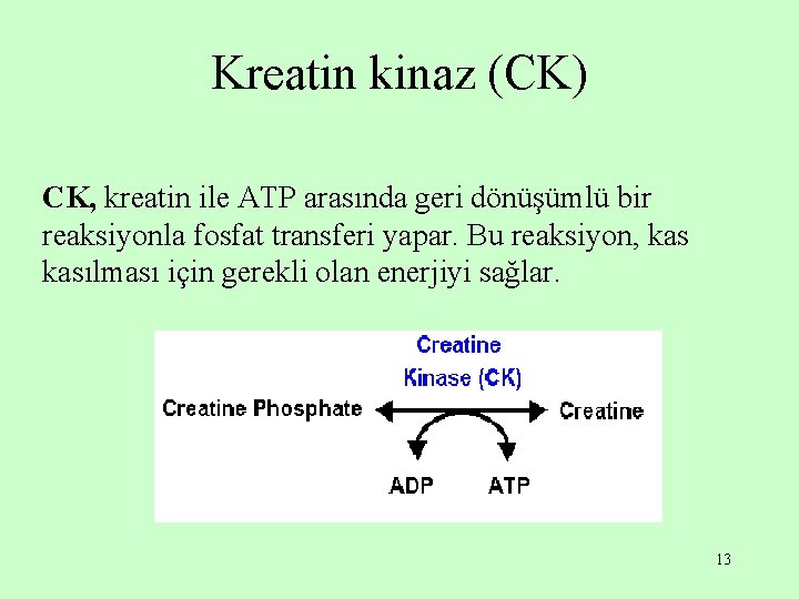 Kreatin kinaz (CK) CK, kreatin ile ATP arasında geri dönüşümlü bir reaksiyonla fosfat transferi