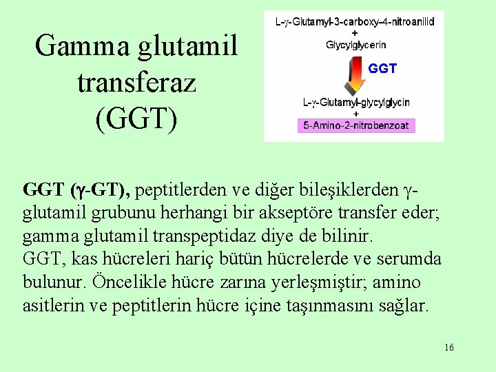 Gamma glutamil transferaz (GGT) GGT ( -GT), peptitlerden ve diğer bileşiklerden glutamil grubunu herhangi