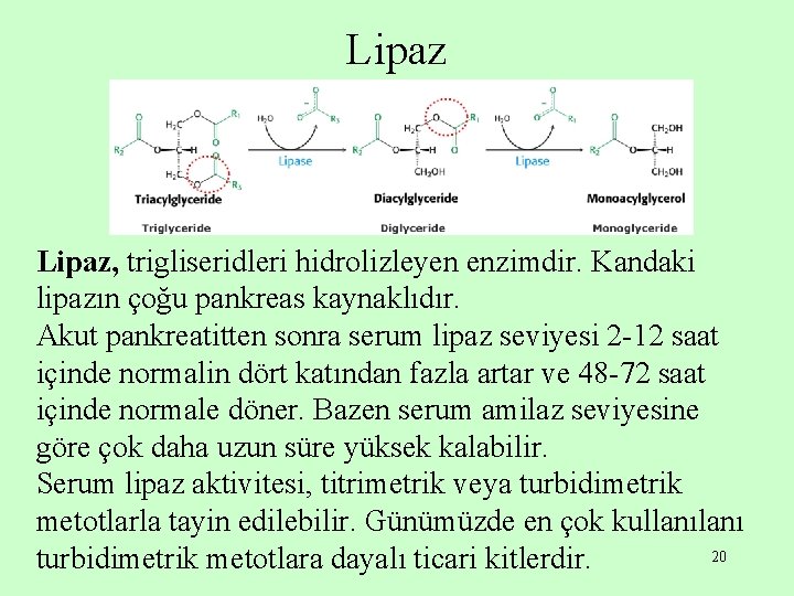 Lipaz, trigliseridleri hidrolizleyen enzimdir. Kandaki lipazın çoğu pankreas kaynaklıdır. Akut pankreatitten sonra serum lipaz