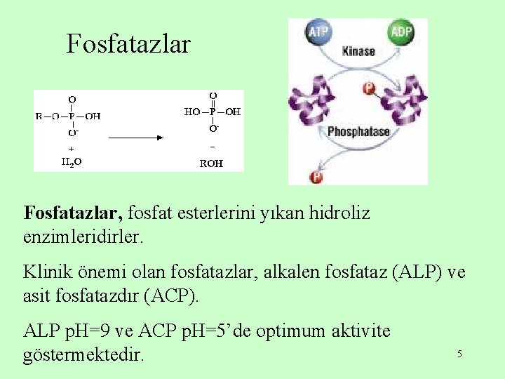Fosfatazlar, fosfat esterlerini yıkan hidroliz enzimleridirler. Klinik önemi olan fosfatazlar, alkalen fosfataz (ALP) ve