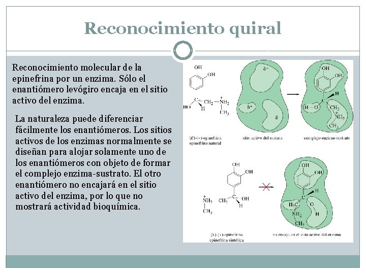 Reconocimiento quiral Reconocimiento molecular de la epinefrina por un enzima. Sólo el enantiómero levógiro Reconocimiento quiral Reconocimiento molecular de la epinefrina por un enzima. Sólo el enantiómero levógiro
