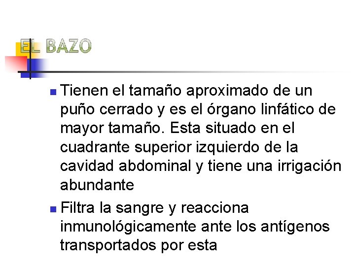 Tienen el tamaño aproximado de un puño cerrado y es el órgano linfático de