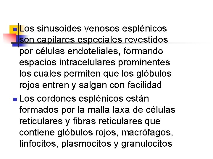 Los sinusoides venosos esplénicos son capilares especiales revestidos por células endoteliales, formando espacios intracelulares