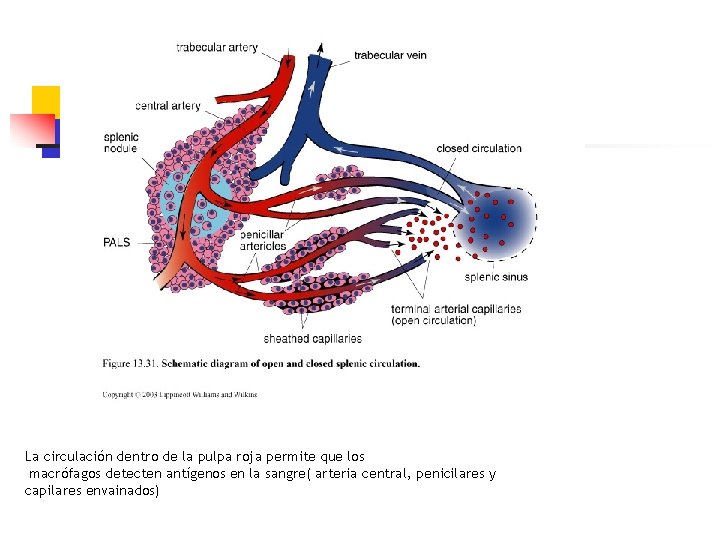 La circulación dentro de la pulpa roja permite que los macrófagos detecten antígenos en