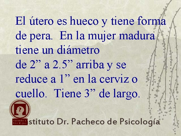 El útero es hueco y tiene forma de pera. En la mujer madura tiene