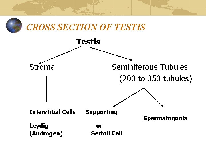 CROSS SECTION OF TESTIS Testis Stroma Interstitial Cells Leydig (Androgen) Seminiferous Tubules (200 to