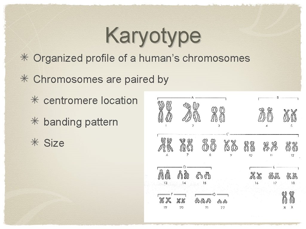 Karyotype Organized profile of a human’s chromosomes Chromosomes are paired by centromere location banding
