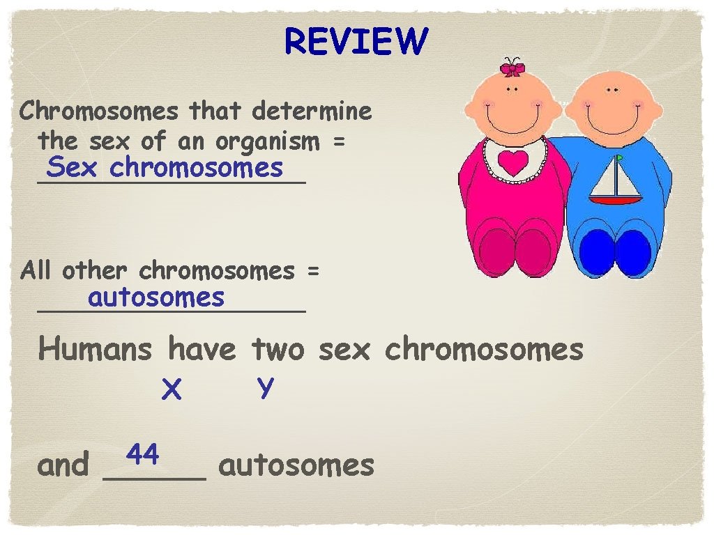 REVIEW Chromosomes that determine the sex of an organism = Sex chromosomes _________ All